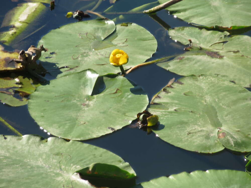 Image of Yellow Water-lily