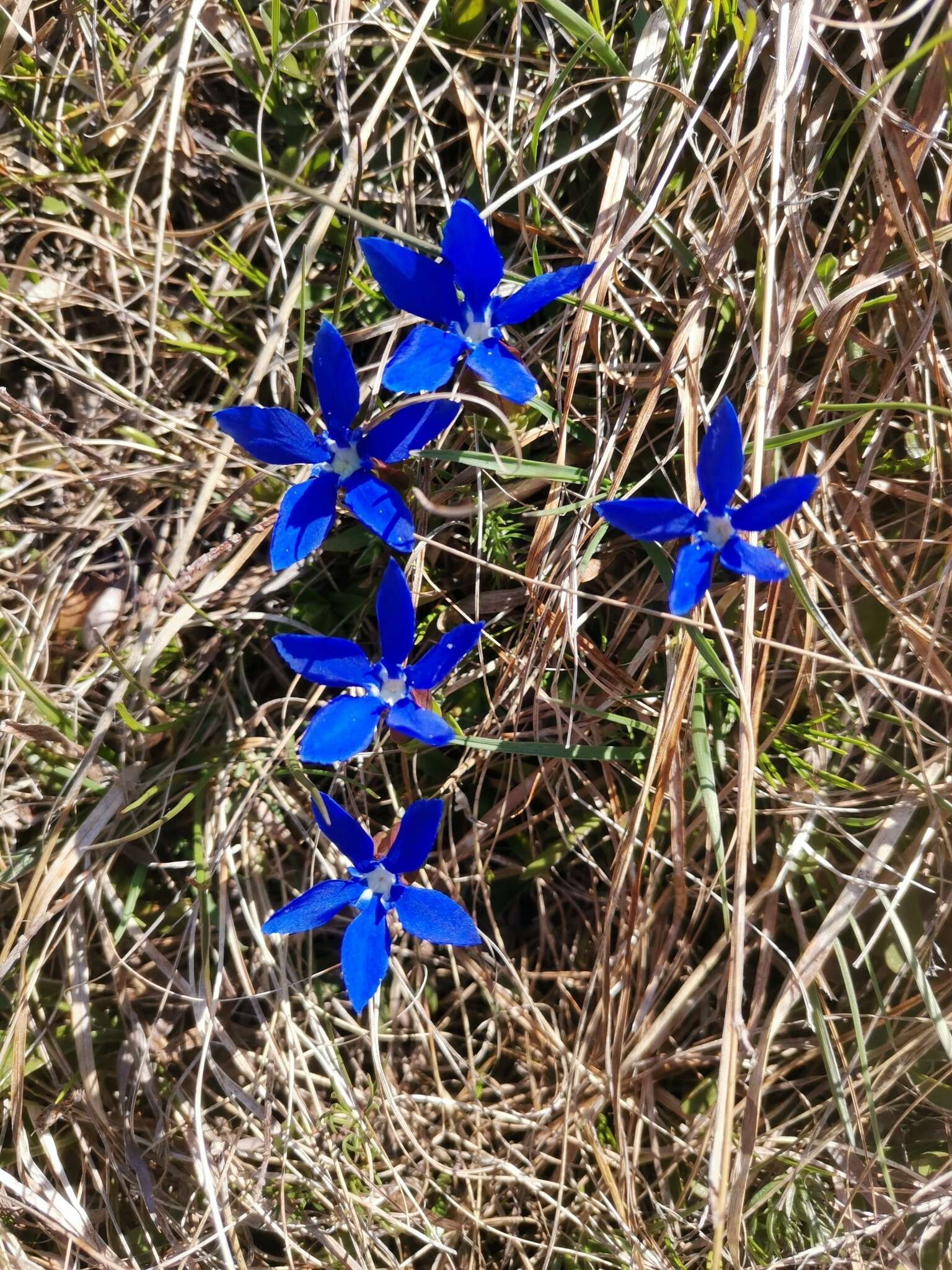 Image of Gentiana verna subsp. tergestina (G. Beck) Hayek