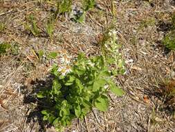 Image of Pine-Barren Nodding-Aster