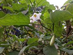 Image of eggplant