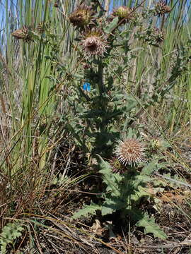 Image of <i>Cirsium <i>fontinale</i></i> var. fontinale