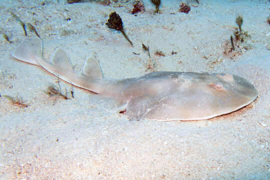 Image of Caribbean Electric Ray