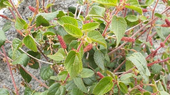 Image of California copperleaf