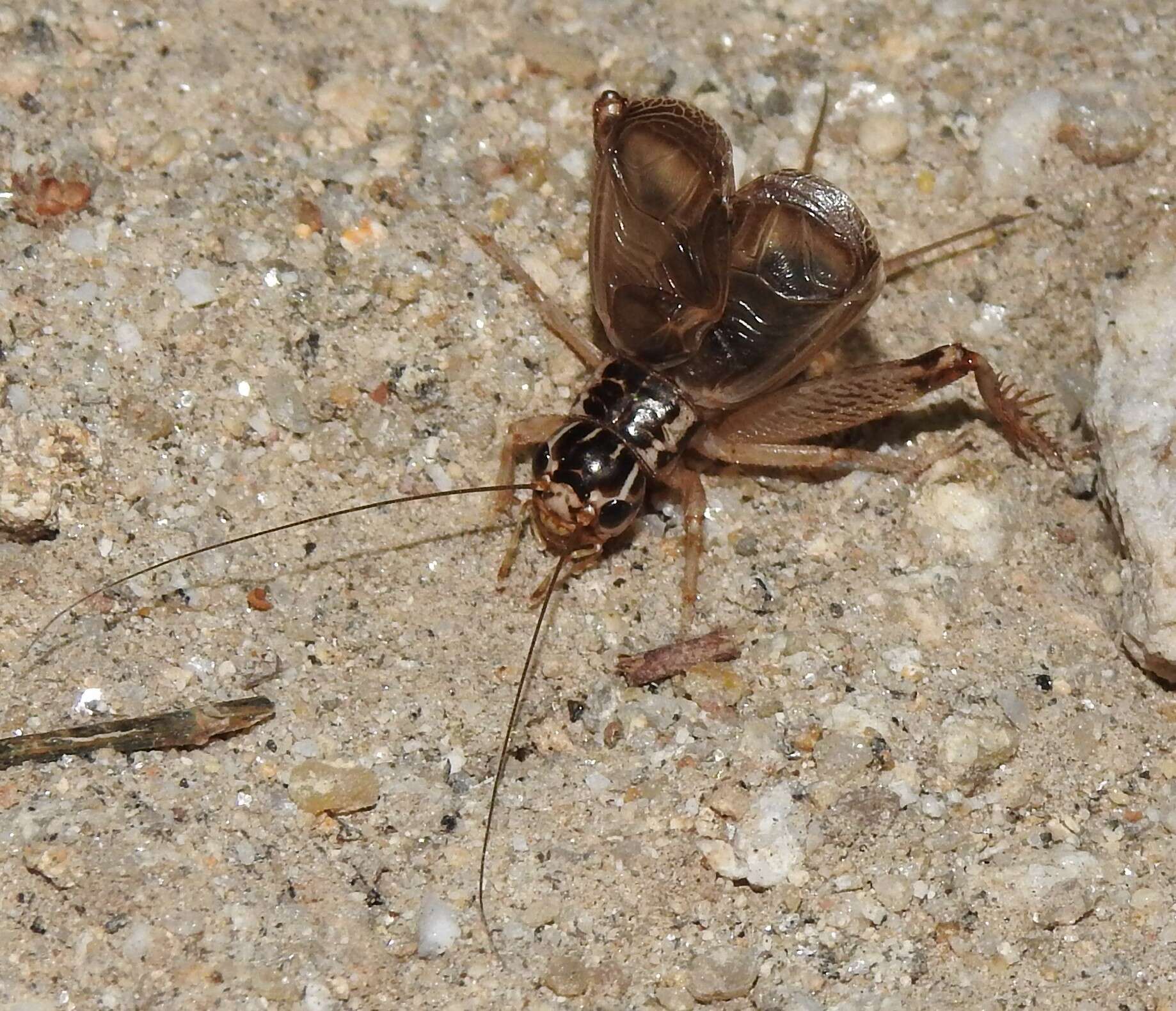 صورة Eugryllodes escalerae (Bolívar & I. 1894)