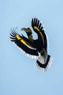 Image of Great Indian Hornbill