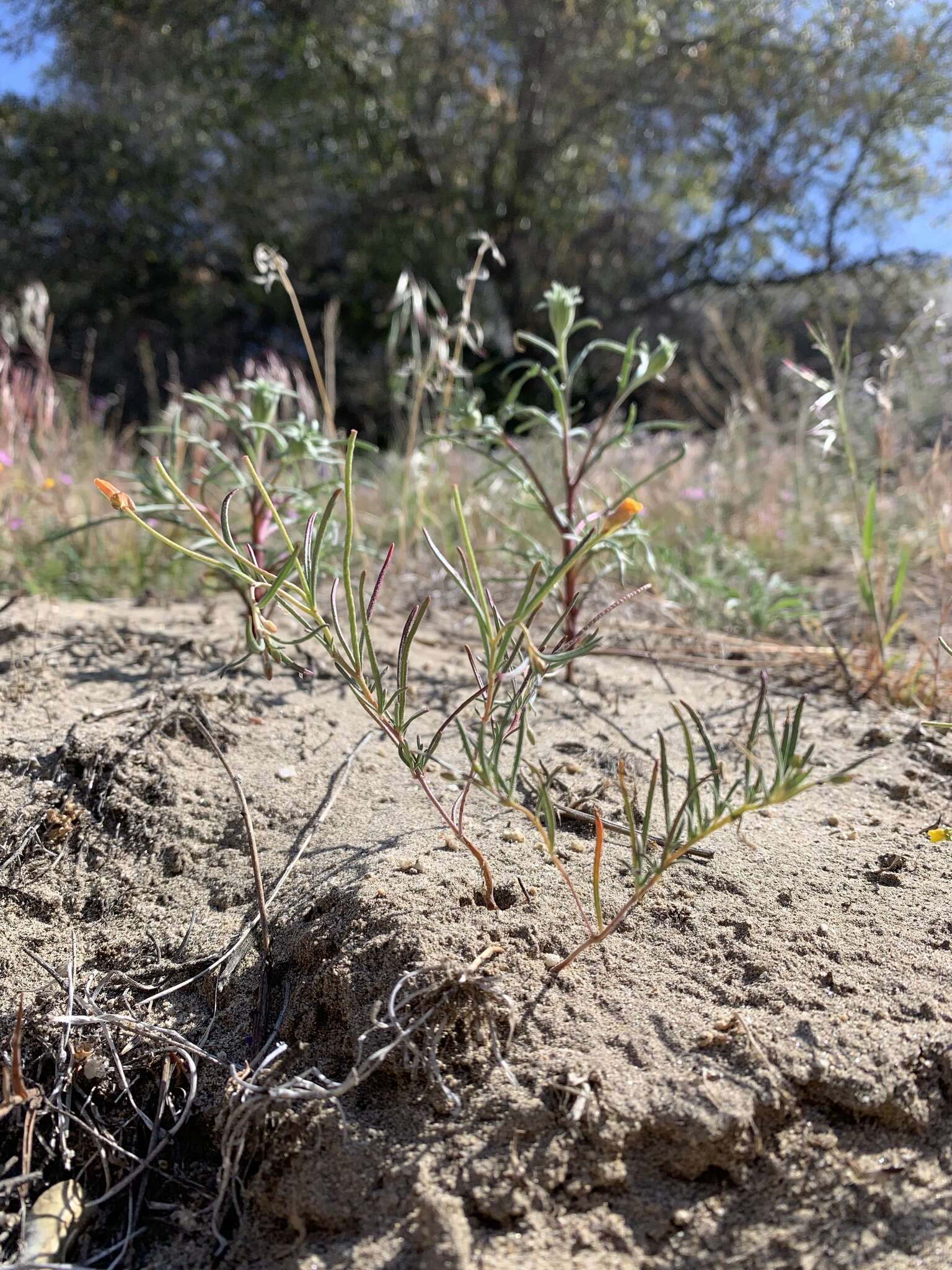 Image of Kern River evening primrose