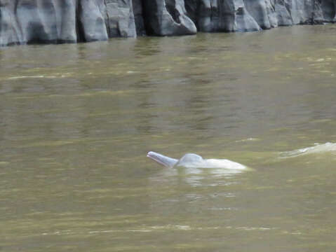 Image of river dolphins