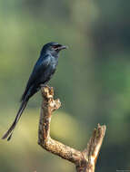 Image of Black Drongo