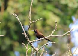 Image of Green-throated Sunbird