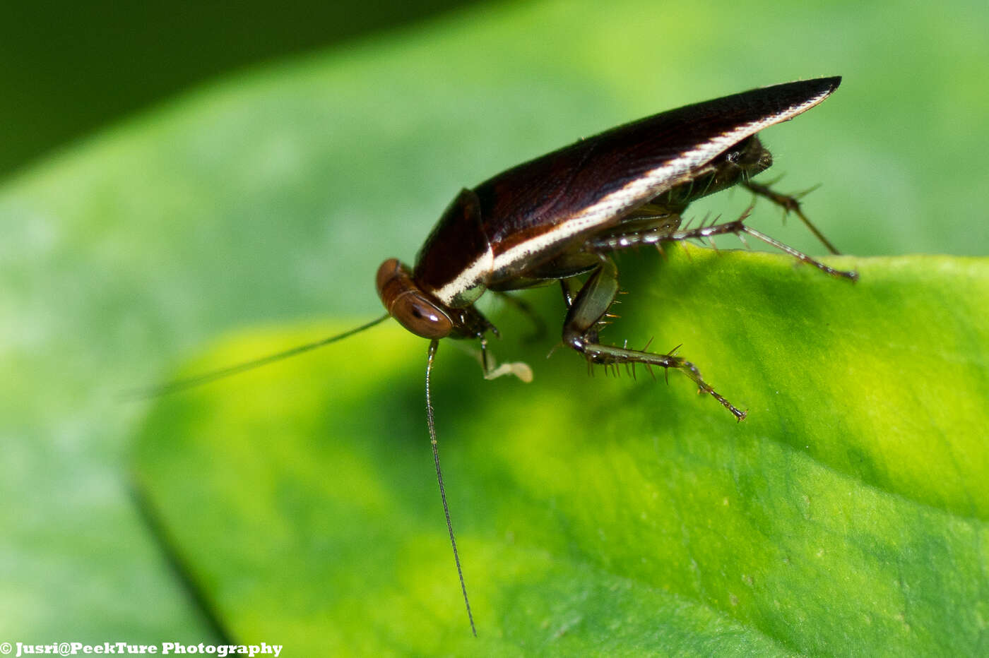 Imagem de Pseudophyllodromia