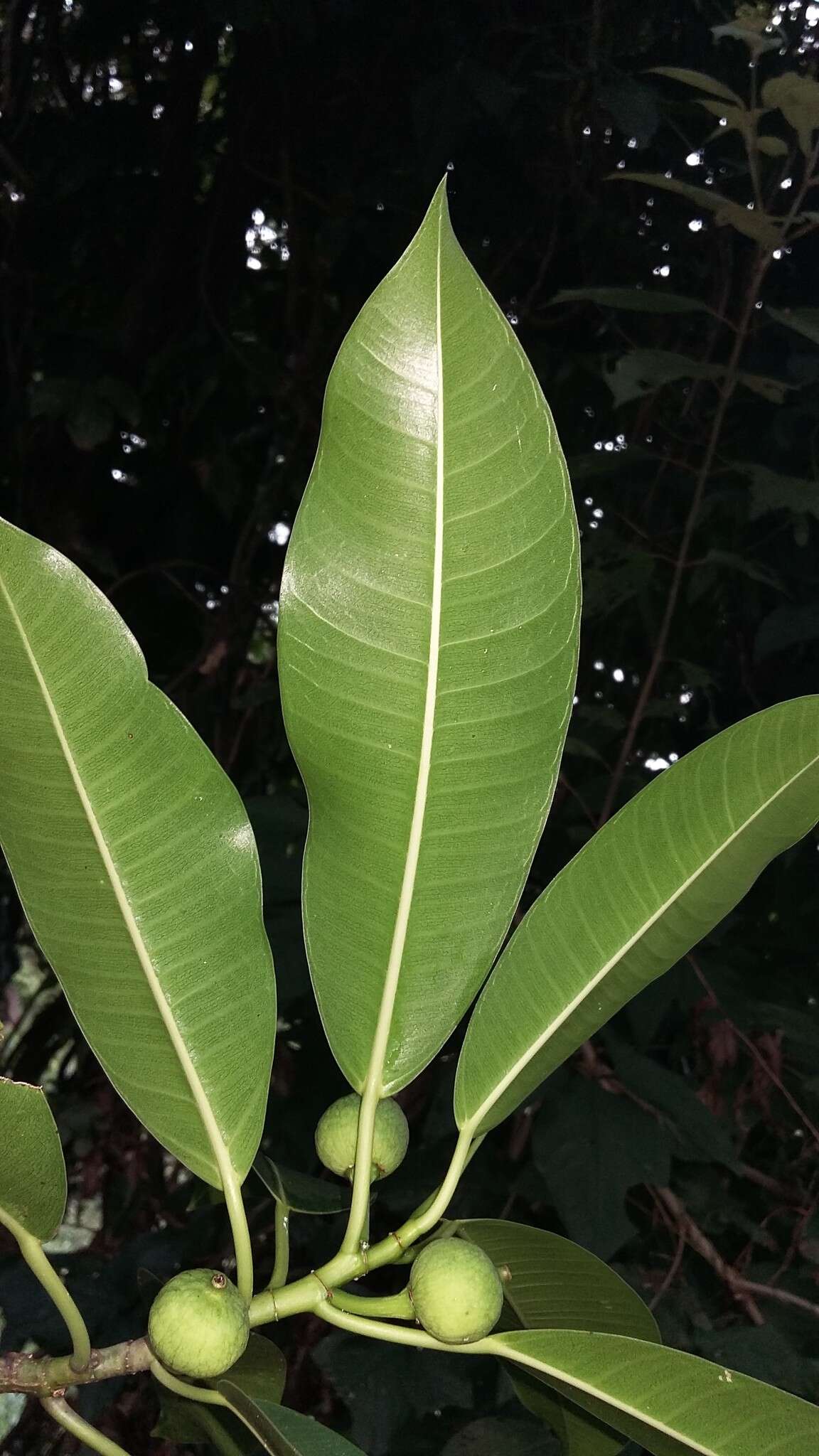 Ficus yoponensis Desv.的圖片