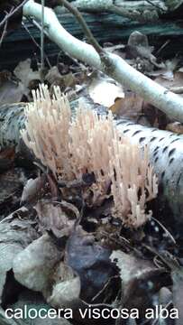 Image of Calocera viscosa (Pers.) Fr. 1821