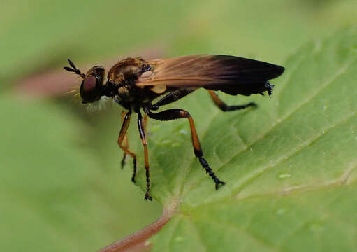 Image of Eudioctria sackeni (Williston 1883)