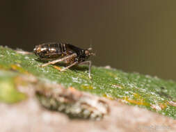 Image of Pissonotus concolor Bartlett 2000