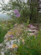 Image of wandering vetch