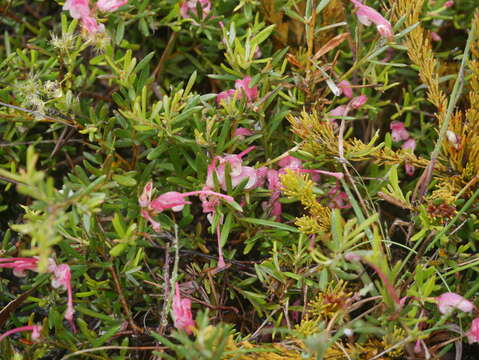 Image of Grevillea lavandulacea subsp. lavandulacea