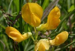 Слика од Lathyrus pratensis L.