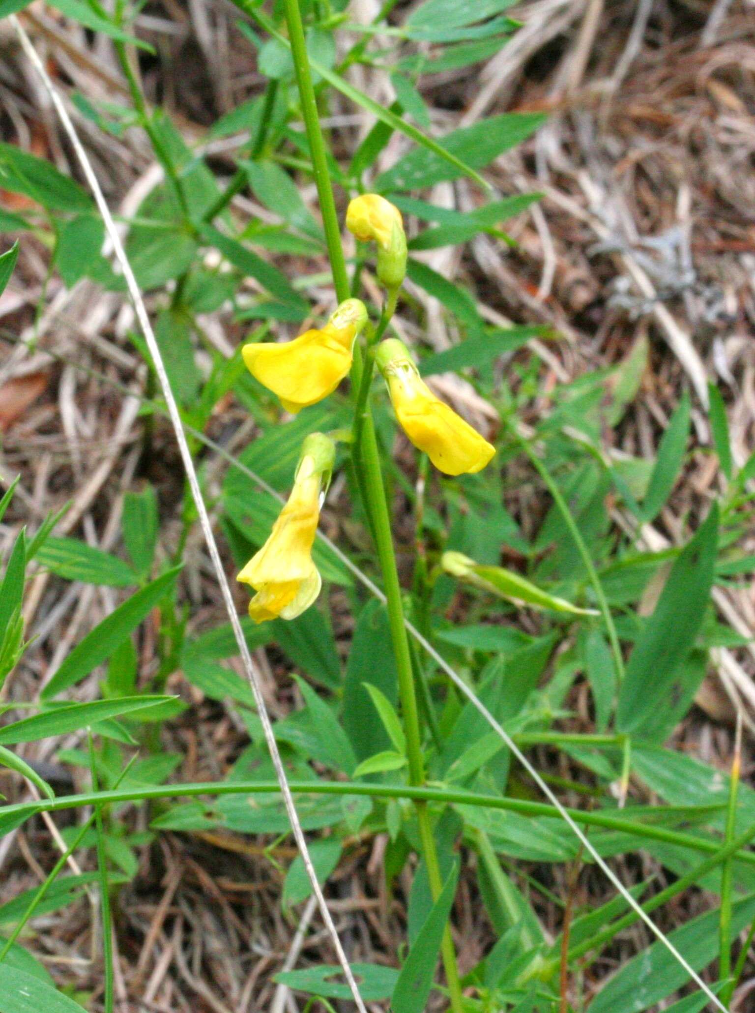 Слика од Lathyrus pratensis L.