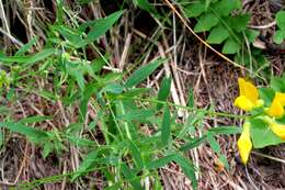 Слика од Lathyrus pratensis L.