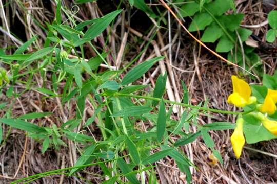 Слика од Lathyrus pratensis L.