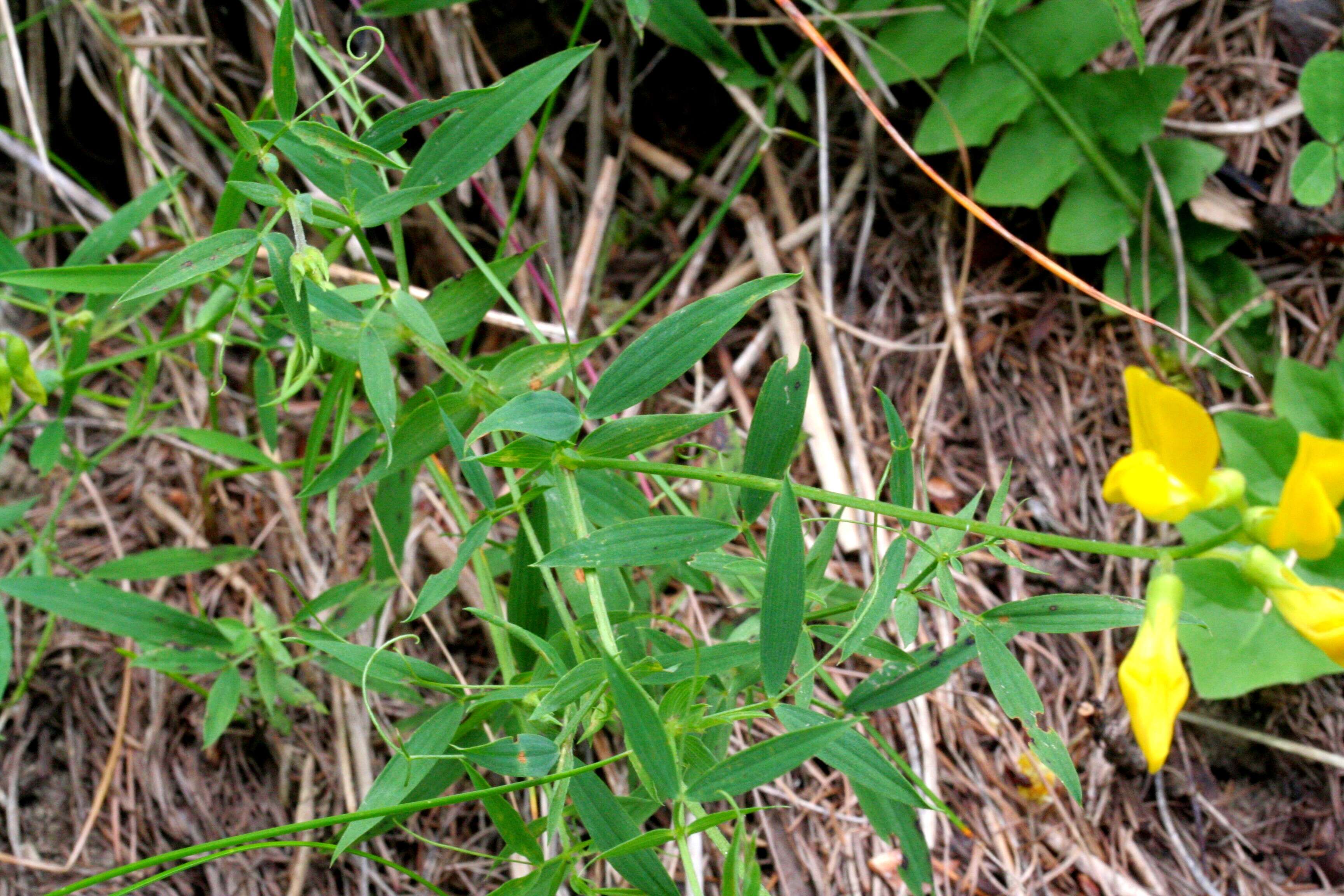 Слика од Lathyrus pratensis L.
