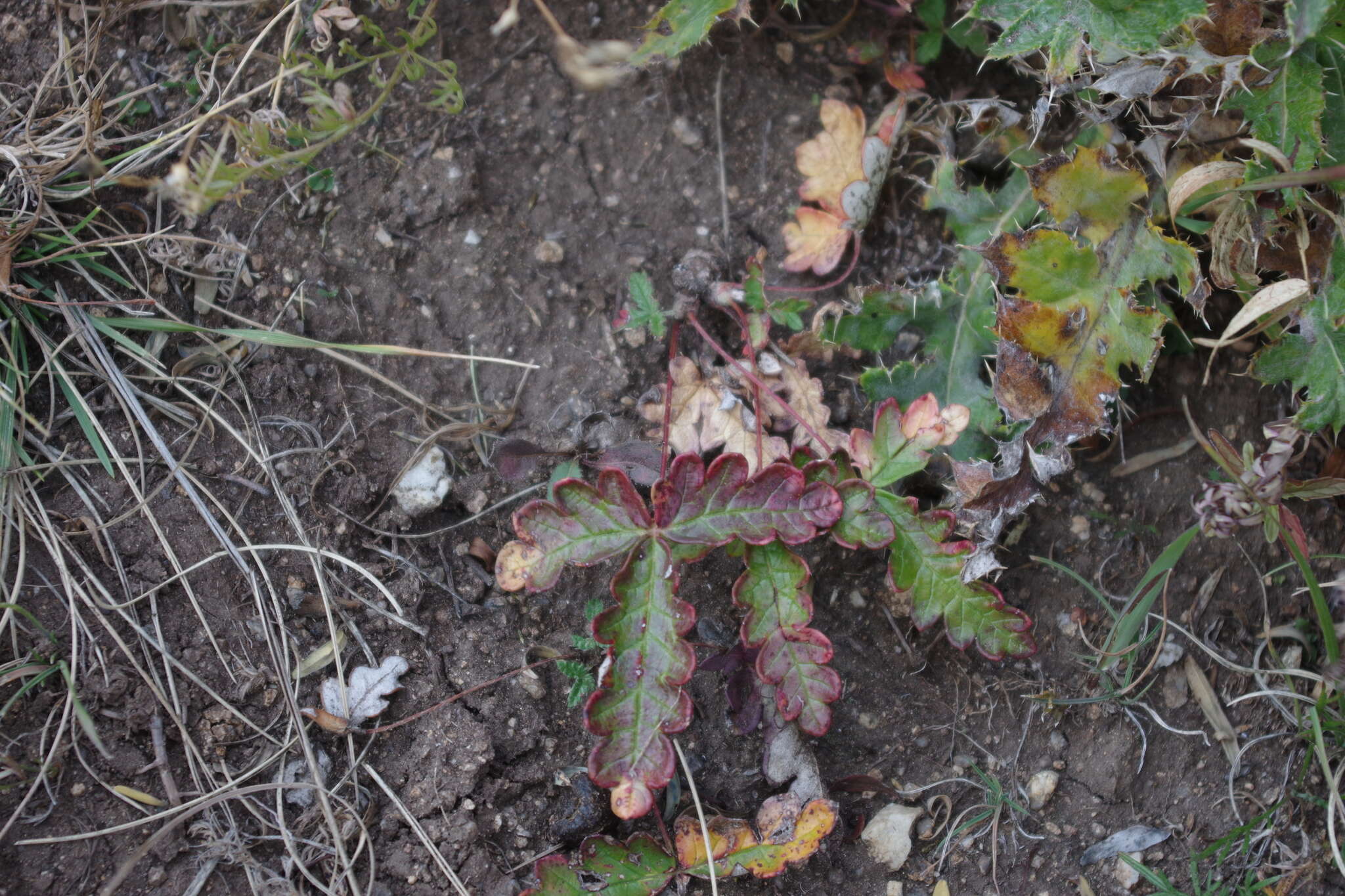 Image of Potentilla leucophylla F. Sauter