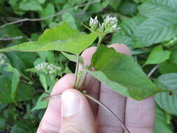 Image of climbing hempvine