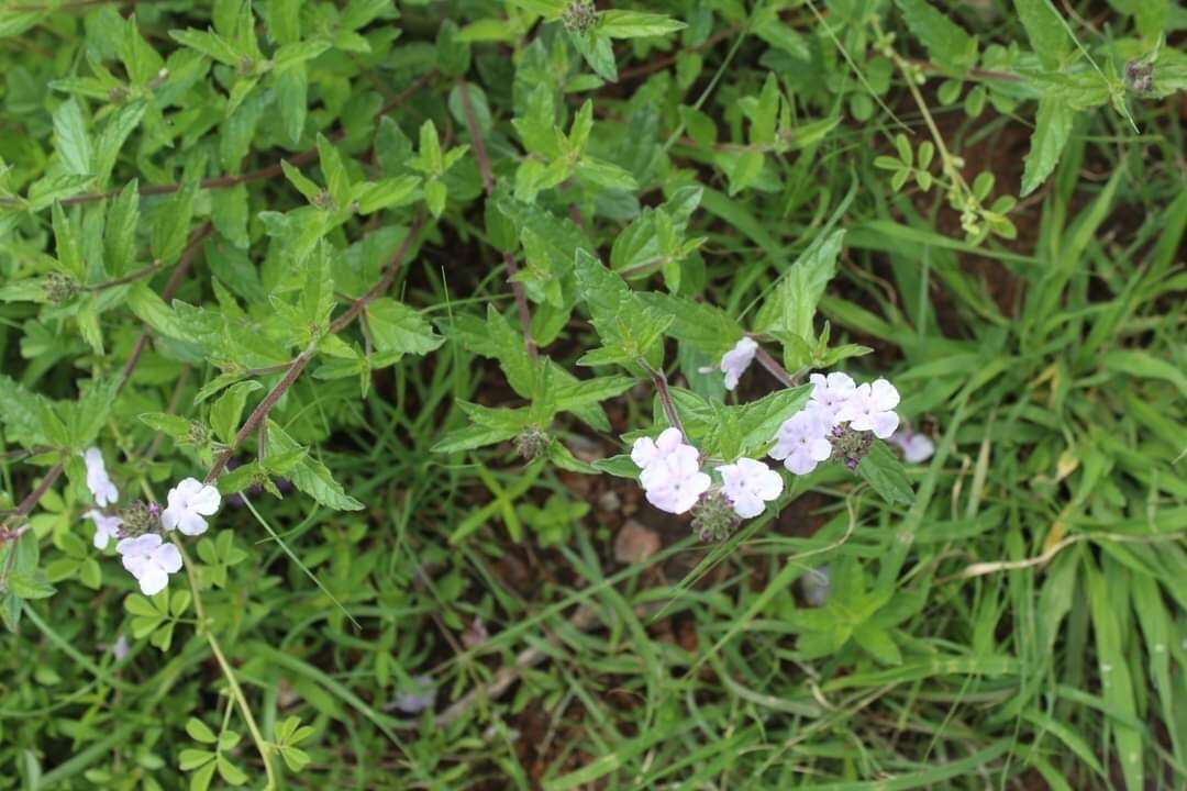 Image of Priva grandiflora (Ortega) Moldenke