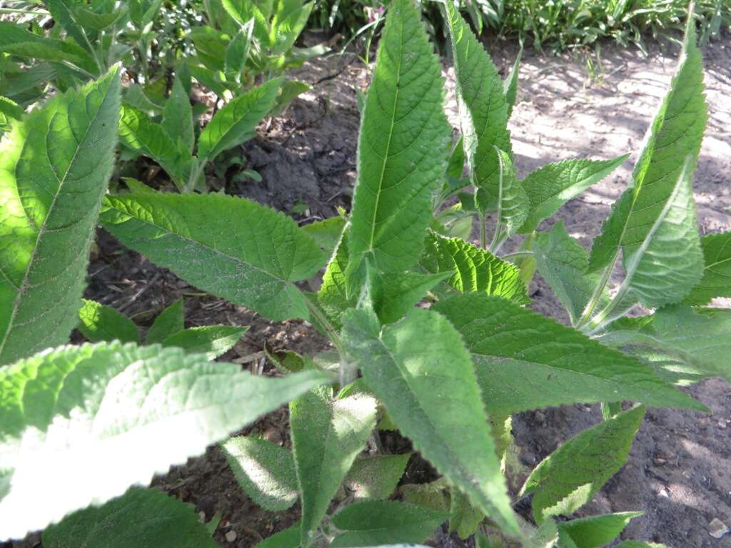 Imagem de Salvia glutinosa L.