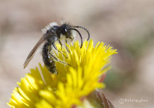 Andrena praecox (Scopoli 1763) resmi