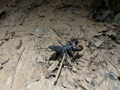 Image of Mastigoproctus colombianus Mello-Leitão 1940