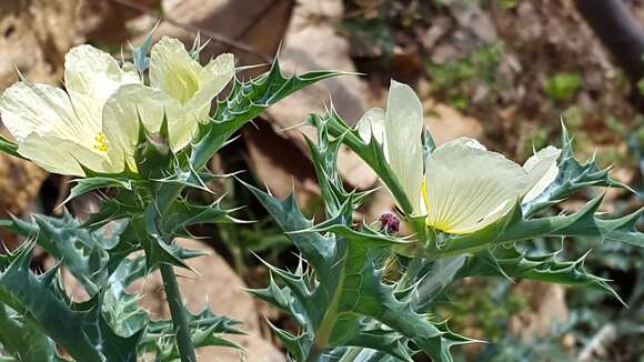 Image of Mexican pricklypoppy