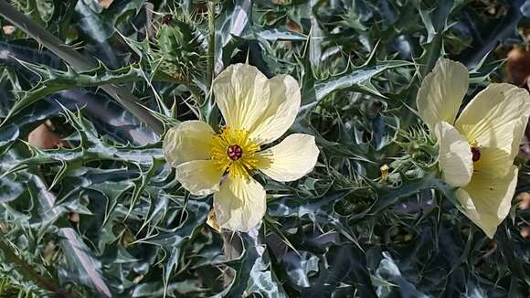 Image of Mexican pricklypoppy