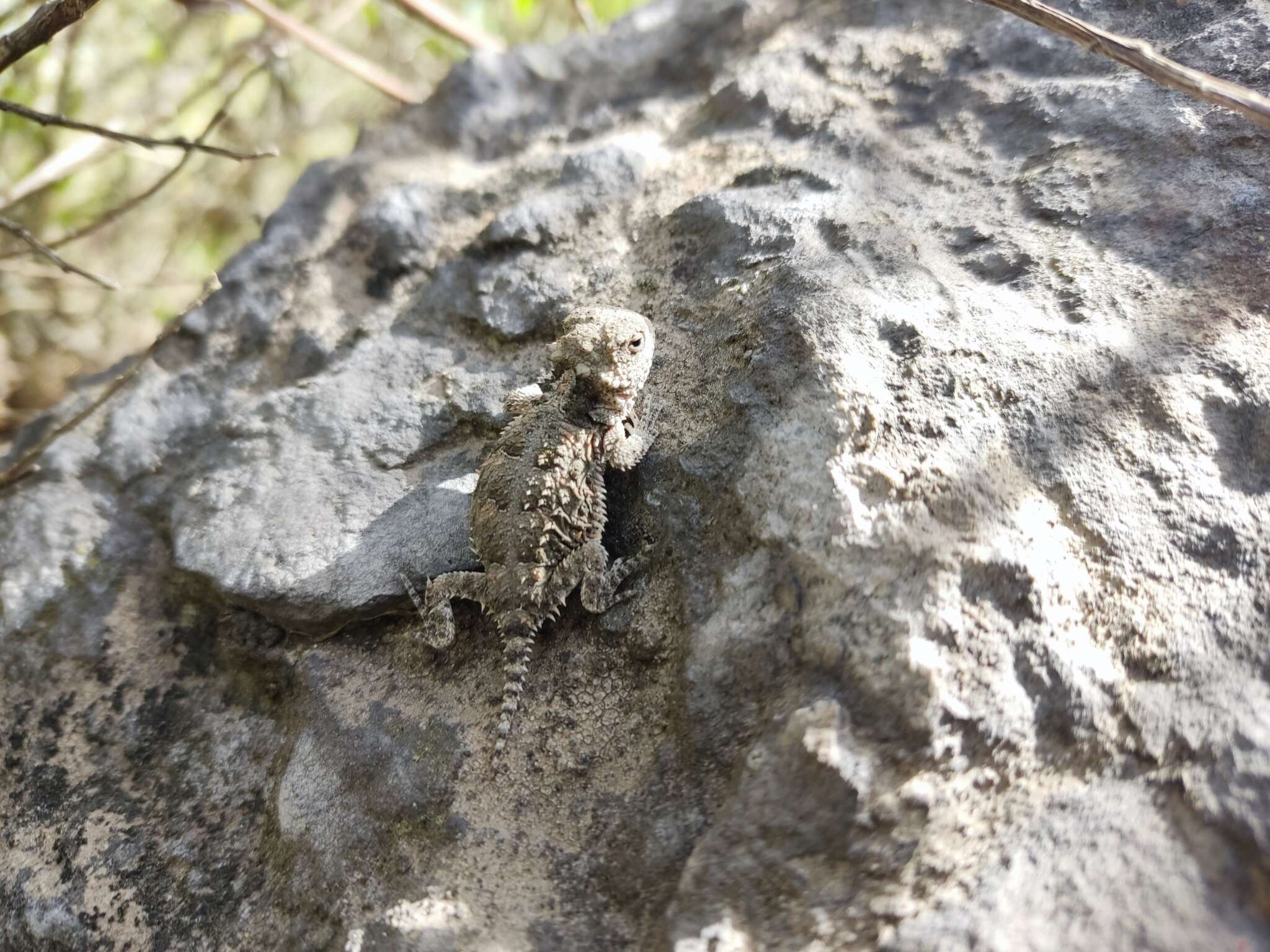 Image of Phrynosoma orbiculare orbiculare (Linnaeus 1758)