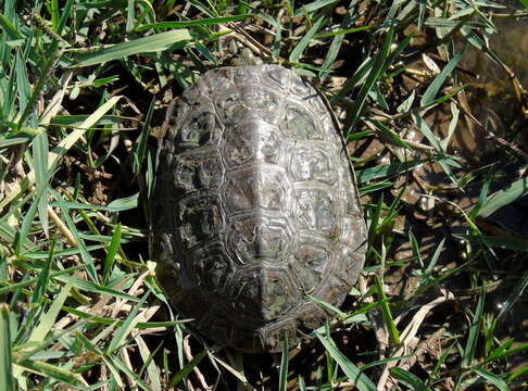 Image of Caspian turtle