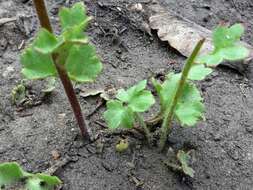 Plancia ëd Saxifraga granulata L.