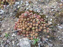 Image of Cobweb Houseleek