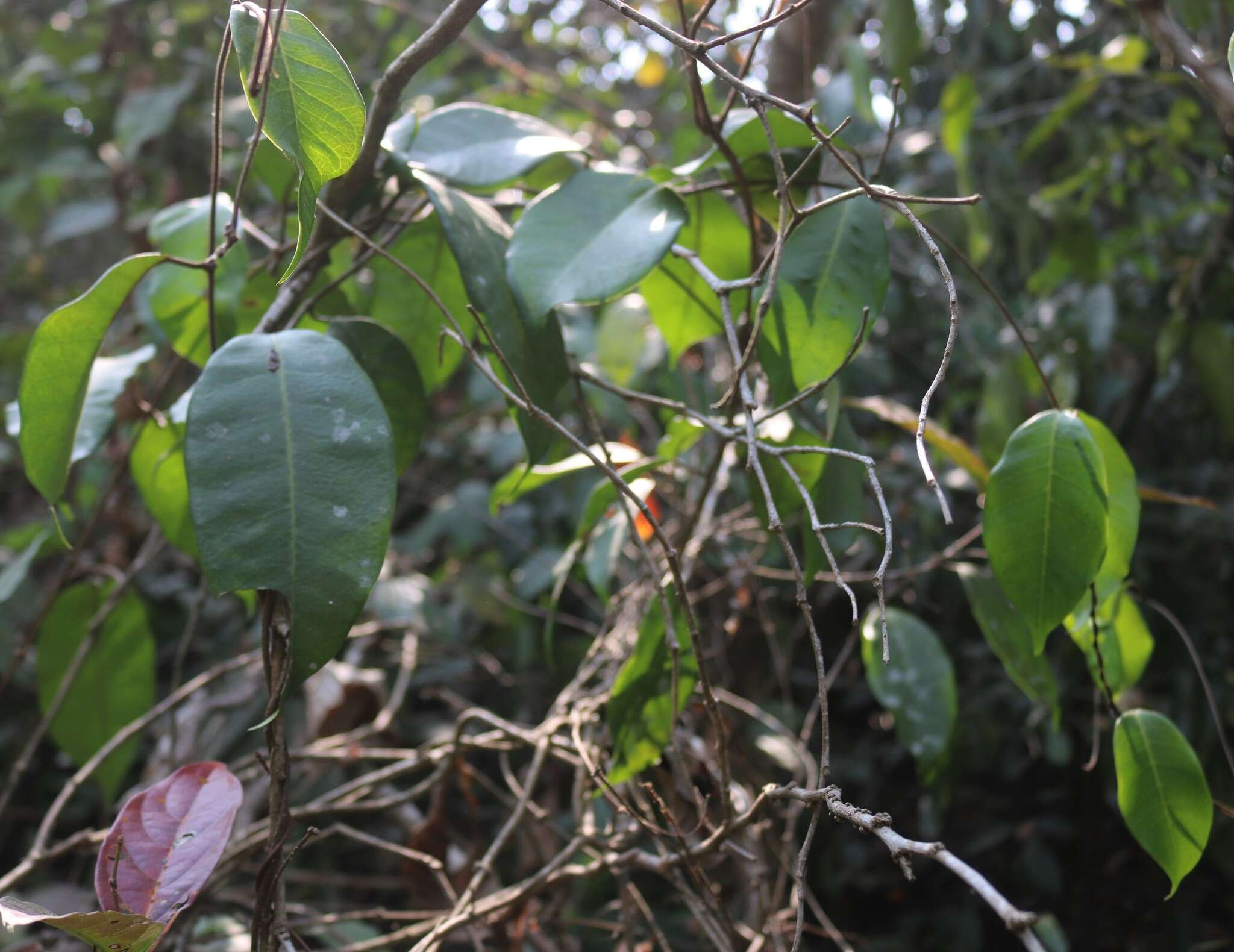 Image of Genianthus laurifolius (Roxb.) Hook. fil.