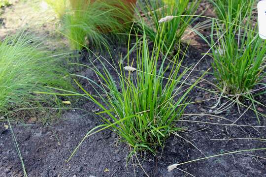 Imagem de Sesleria caerulea (L.) Ard.