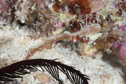 Image of Delicate ghost pipefish