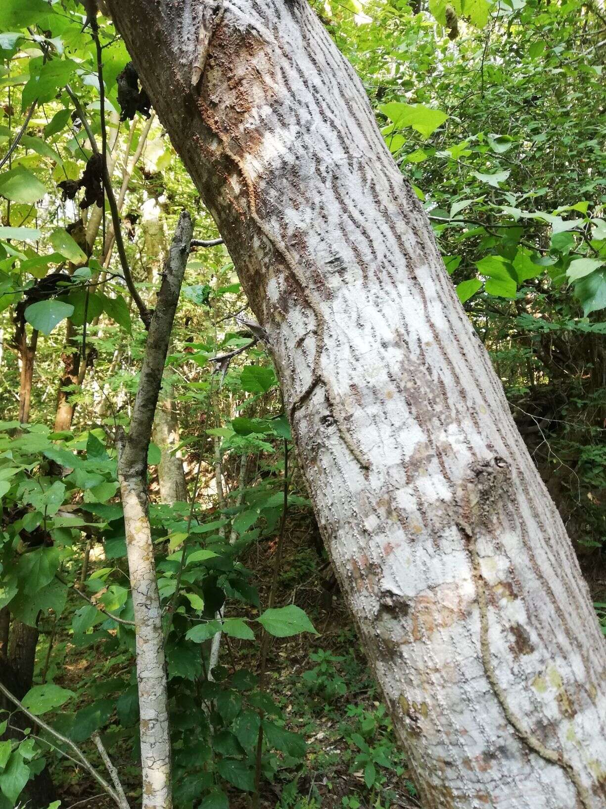 Слика од Vachellia hindsii (Benth.) Seigler & Ebinger