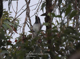 Imagem de Coracina papuensis robusta (Latham 1801)