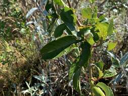 Image of Passiflora schlimiana Regel