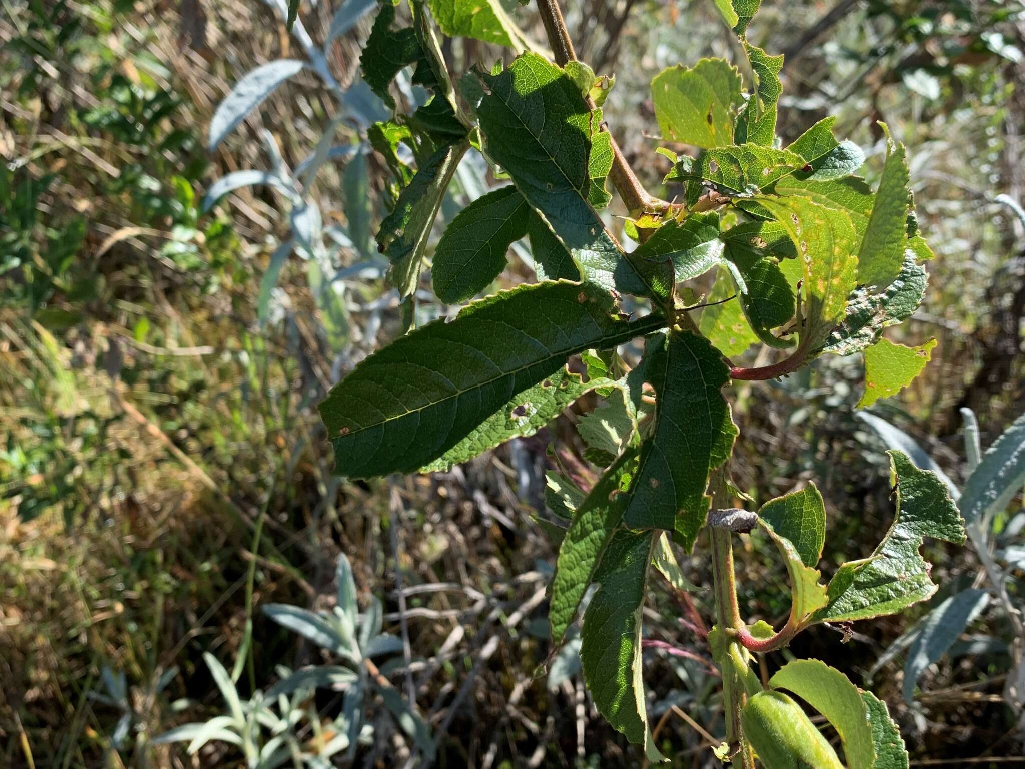 Imagem de Passiflora schlimiana Regel