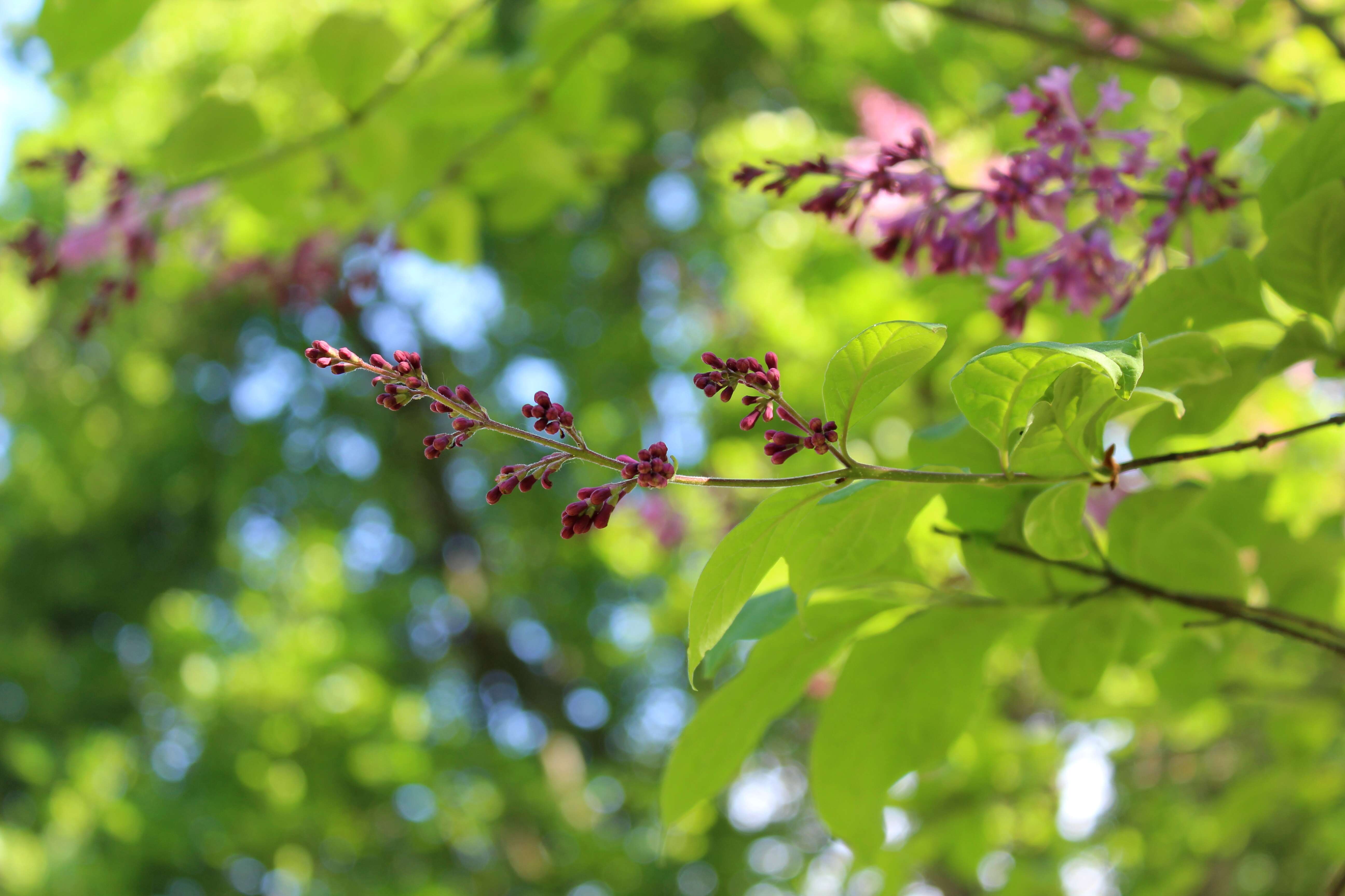 Image of Syringa tomentella Bureau & Franch.