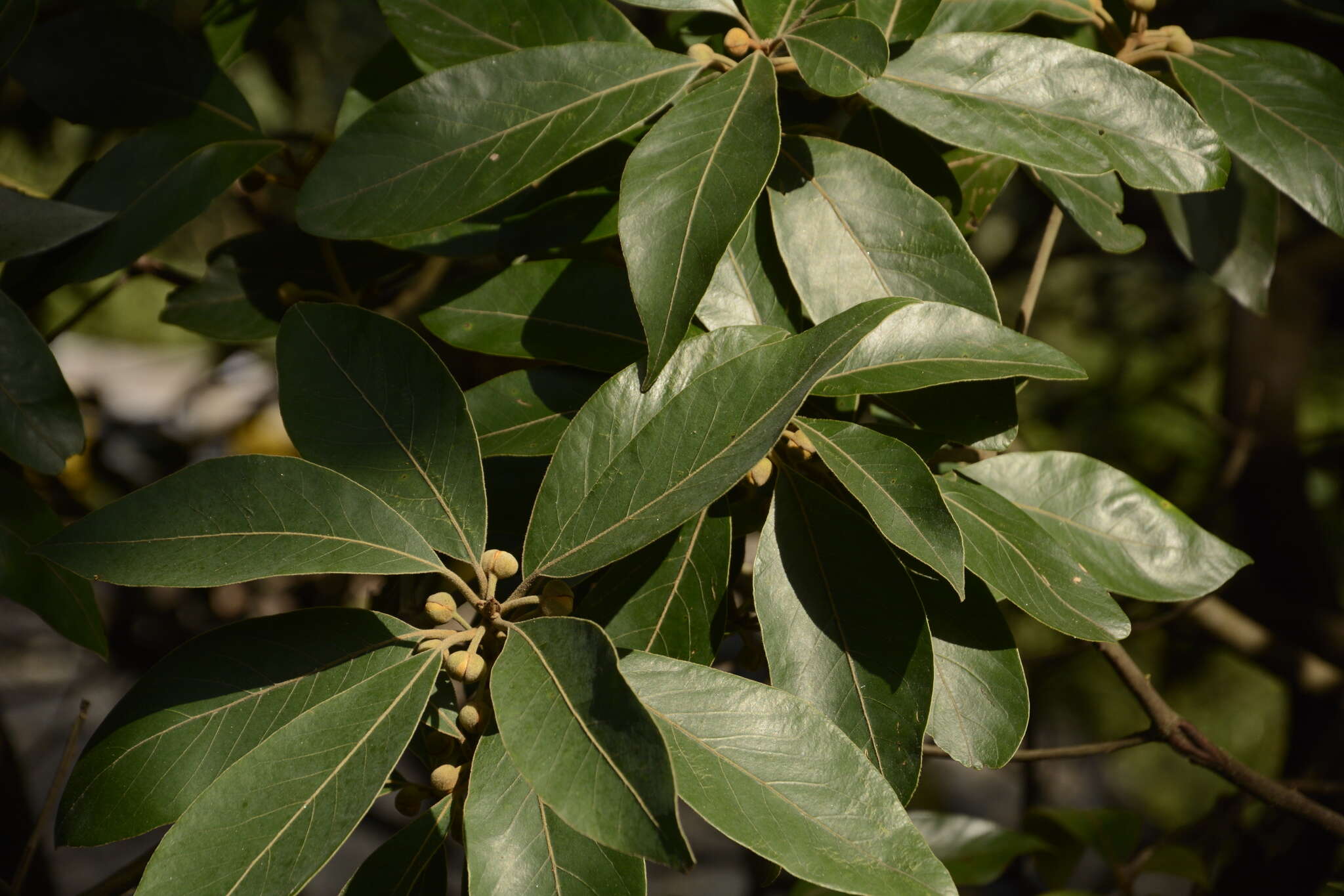 Actinodaphne quinqueflora (Dennst.) M. R. Almeida & S. M. Almeida resmi