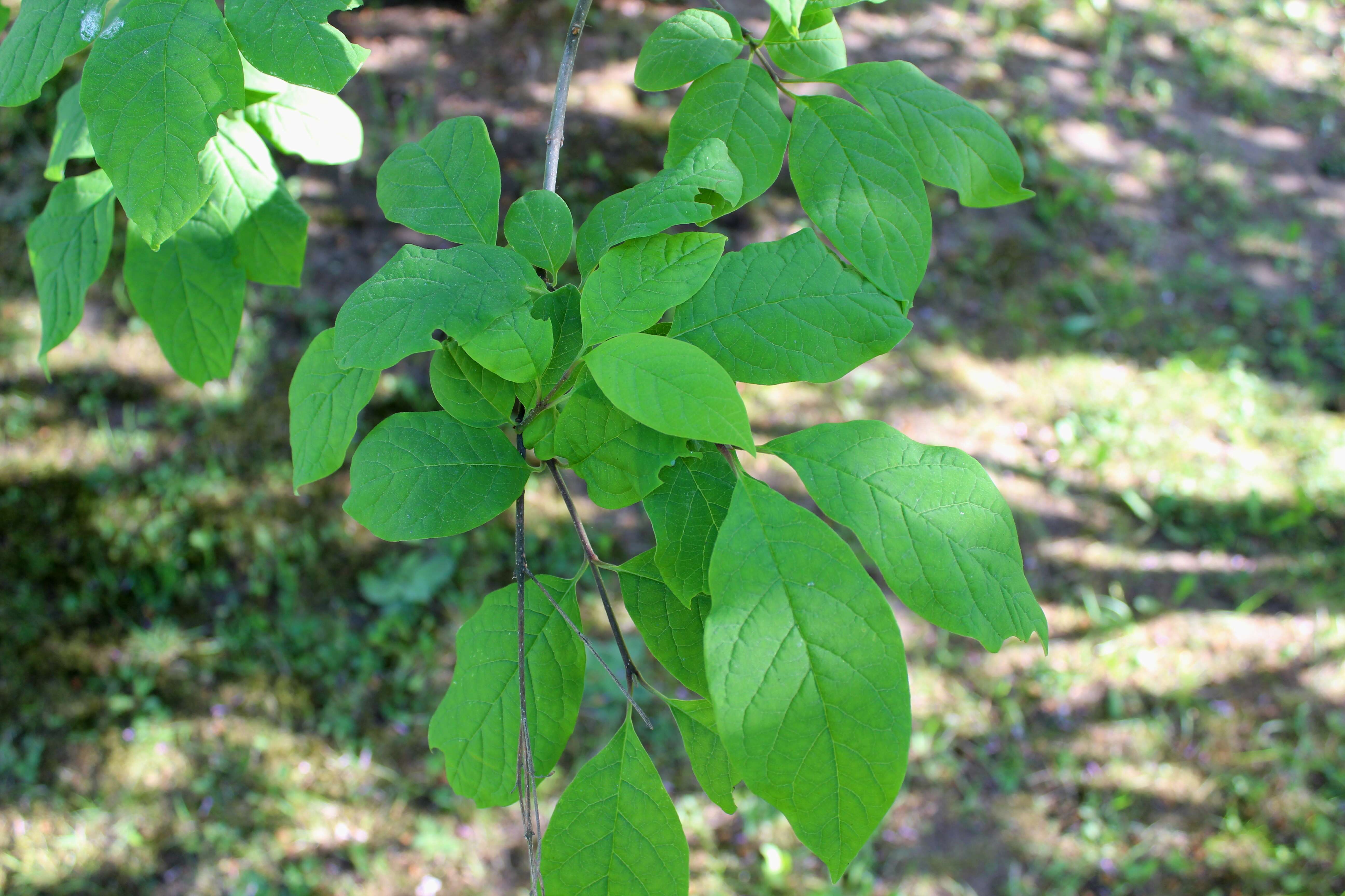 Image of Syringa tomentella Bureau & Franch.