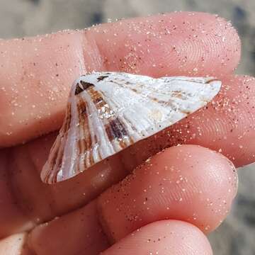 Image of China limpet