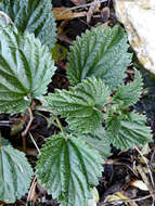 Image of Urtica australis Hook. fil.