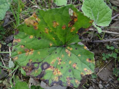 Image of Puccinia poarum Nielsen 1877